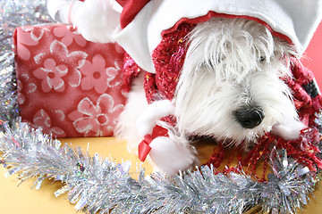 Image showing White puppy