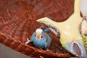 Image showing Blue budgie