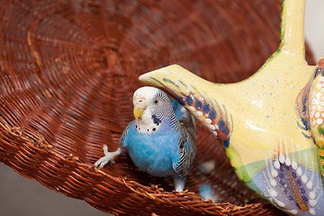 Image showing Blue budgie