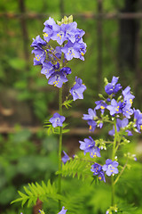 Image showing Jacob's Ladder or Greek valerian