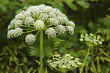 Image showing Cuddly inflorescence umbrella plant