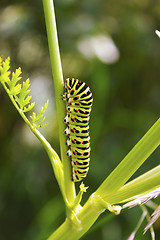 Image showing Swallowtail caterpillar on the stem of a plant