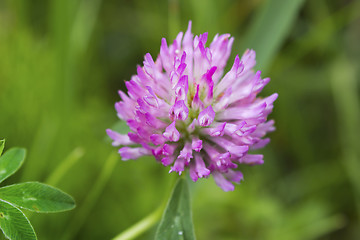 Image showing Bright head clover