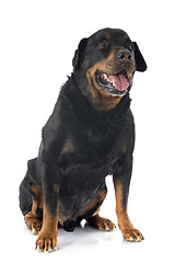 Image showing senior rottweiler