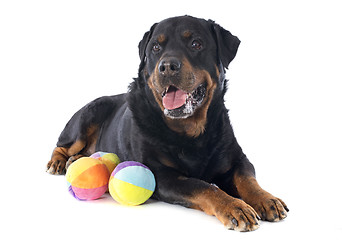 Image showing rottweiler