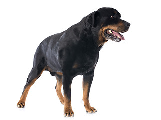 Image showing rottweiler