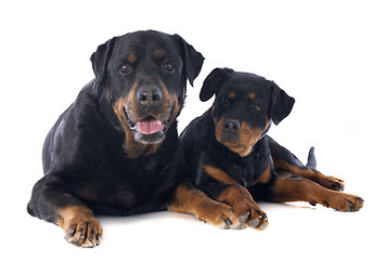 Image showing rottweiler, puppy and adult