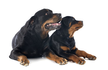 Image showing rottweilers