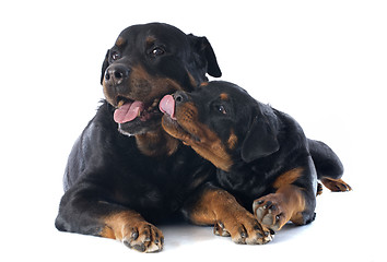 Image showing rottweilers