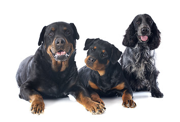 Image showing rottweilers and cocker spanier