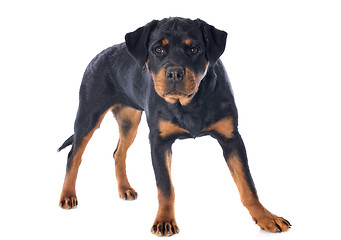 Image showing rottweiler