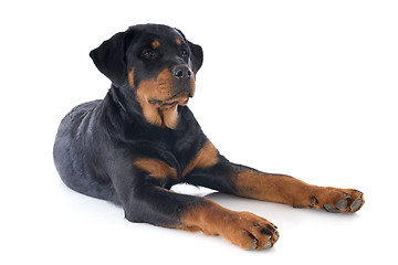 Image showing rottweiler