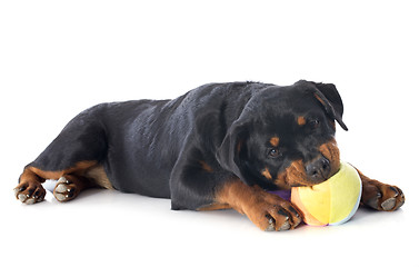 Image showing playing puppy rottweiler