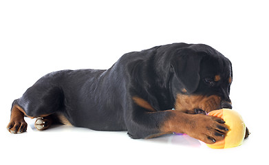 Image showing puppy rottweiler