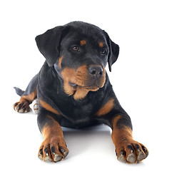 Image showing puppy rottweiler