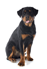 Image showing rottweiler