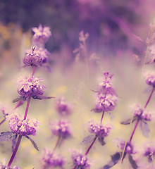 Image showing lavender field.