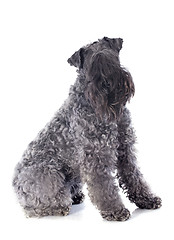 Image showing kerry blue terrier