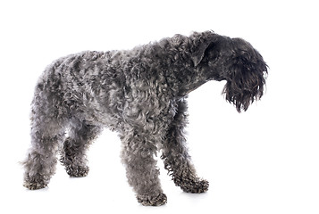 Image showing kerry blue terrier