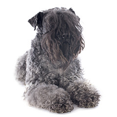 Image showing kerry blue terrier