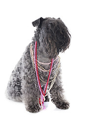 Image showing kerry blue terrier with collars