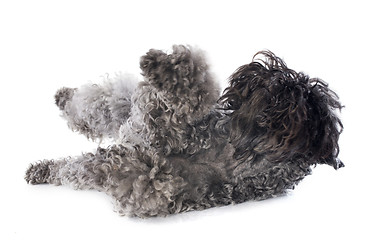 Image showing kerry blue terrier