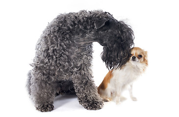 Image showing kerry blue terrier and chihuahua