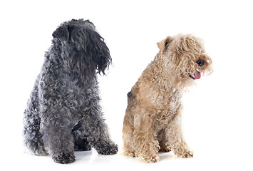 Image showing two terriers