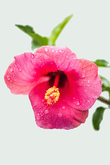 Image showing hibiscus bloom
