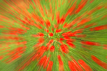 Image showing red poppy with zoom effect