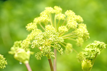 Image showing Angelica medicine plant and food