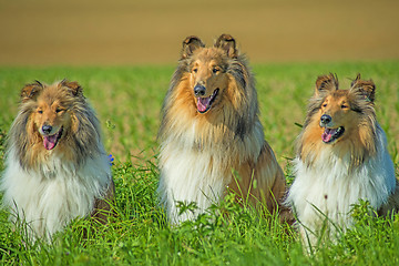 Image showing Group of three collie dogs