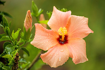 Image showing hibiscus bloom