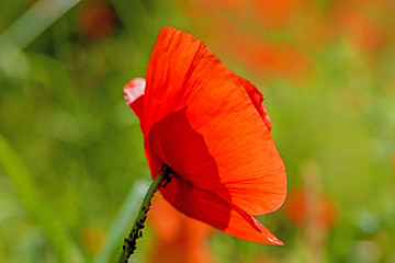 Image showing red poppy