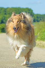 Image showing  Collie running