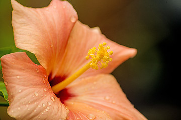 Image showing hibiscus bloom