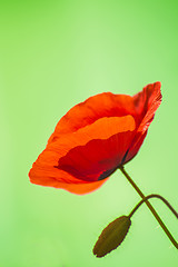 Image showing red poppy