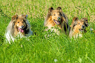 Image showing Group of three collie dogs