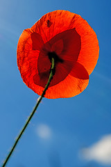 Image showing red poppy