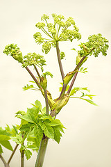 Image showing Angelica medicine plant and food