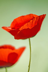 Image showing red poppy