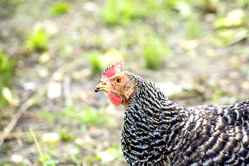 Image showing chicken head