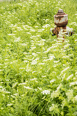 Image showing Hydrant hidden in a meadow with flowers