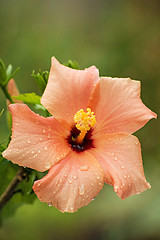 Image showing hibiscus bloom