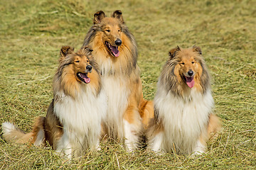 Image showing Group of three collie dogs