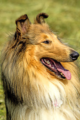 Image showing american, male, purebred collie dog
