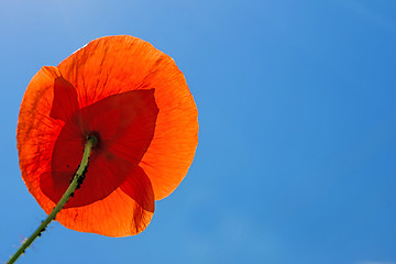 Image showing red poppy