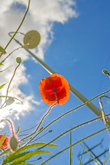 Image showing red poppy