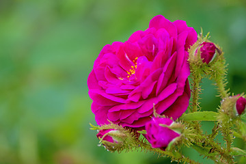 Image showing peony bloom