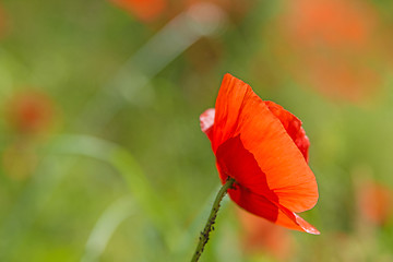 Image showing red poppy